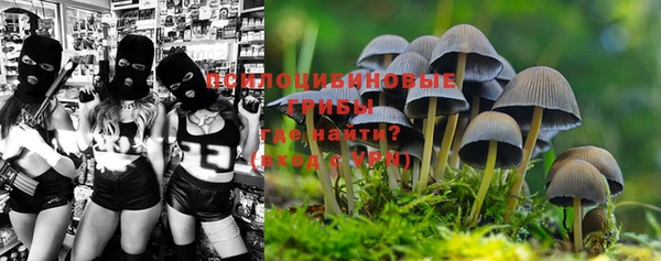 гашик Новозыбков